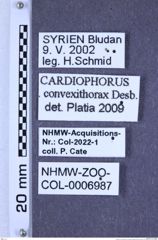 Etiketten zu Cardiophorus convexithorax (Desbrochers des Loges, 1870) (NHMW-ZOO-COL-0006987)